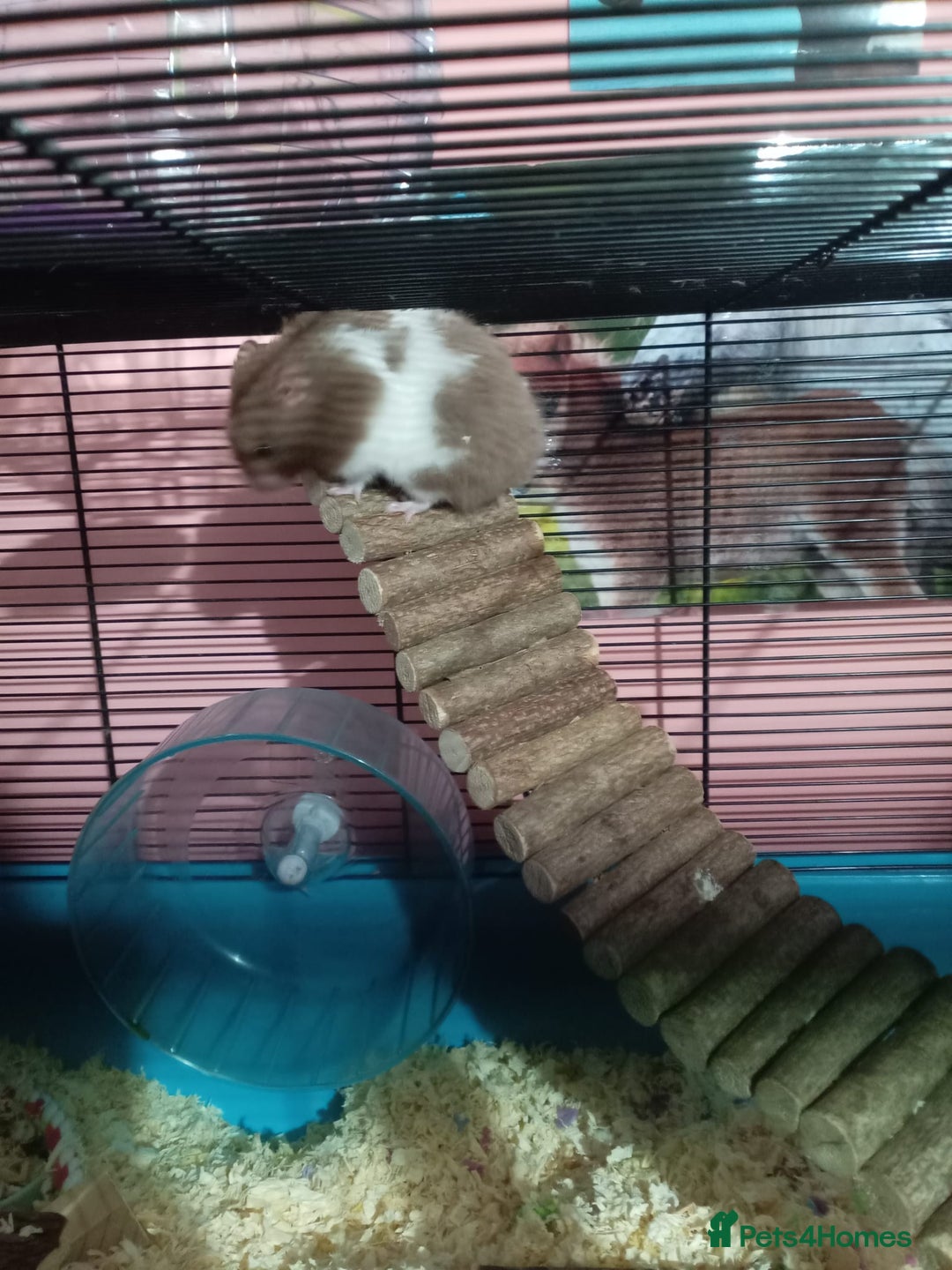 Hamster rodents for sale: Young hamster  - Image 1