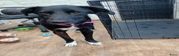 Mixed Breed dogs for adoption: Meet Ember, currently residing in Sheffield  in Sheffield - Advert 2