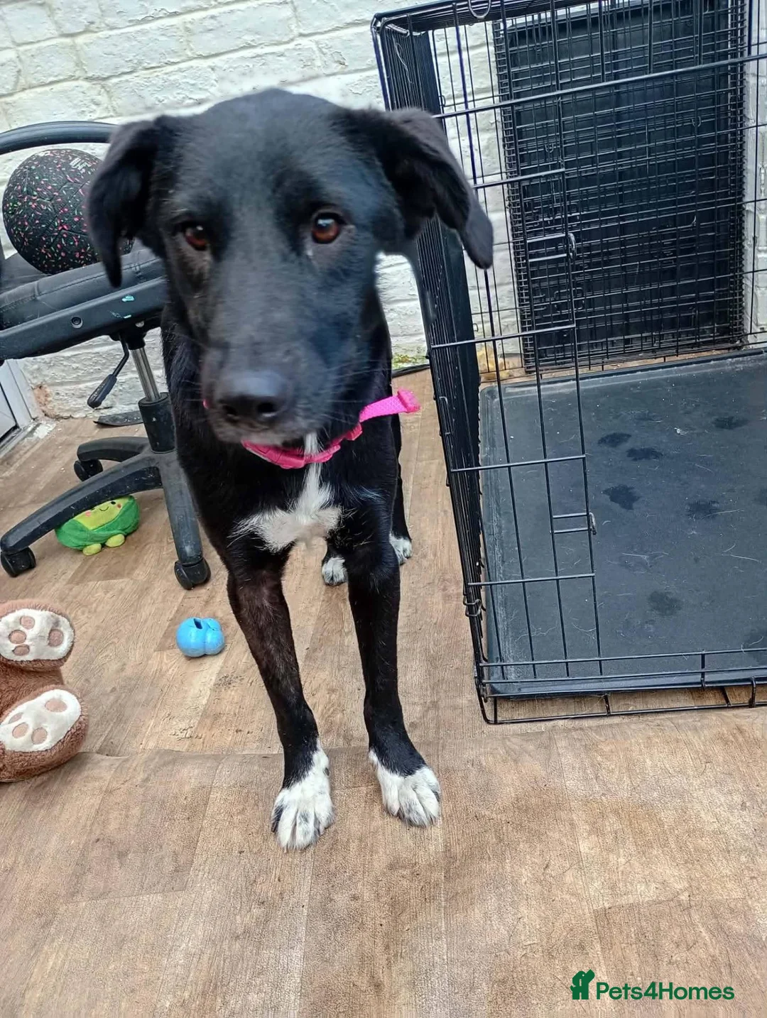 Mixed Breed dogs for adoption: Meet Ember, currently residing in Sheffield  in Sheffield - Advert 2