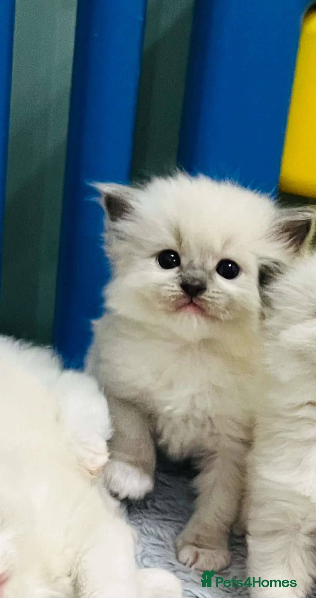 Ragdoll cats for sale: GCCF registered ragdoll kittens  - Advert 5