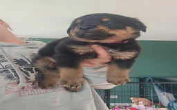 Rottweiler dogs for sale: Rottweiler Champion bloodline  - Image 1