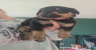 Rottweiler dogs - Advert 2