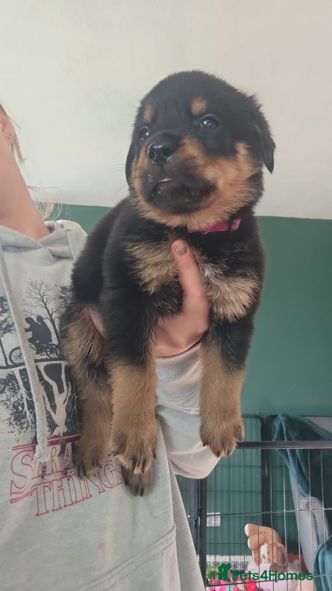 Rottweiler dogs for sale: Rottweiler Champion bloodline  - Image 1
