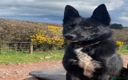 Border Collie dogs for sale: Beautiful Border Collie Pups - Image 2