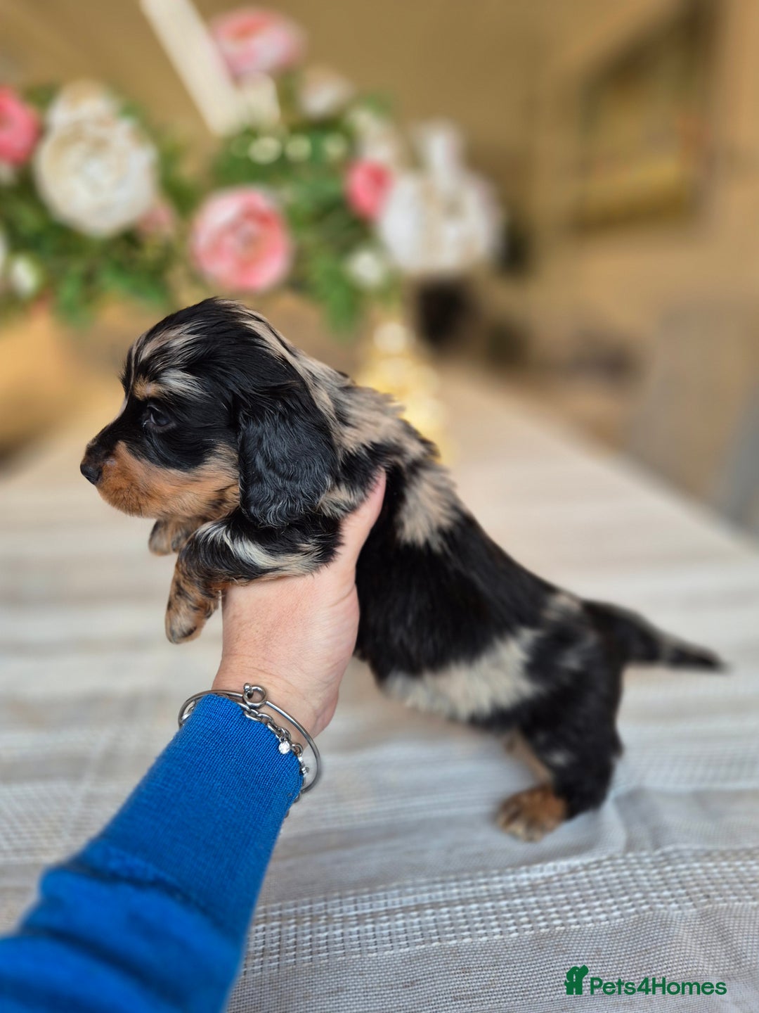 Dachshund dogs for sale: 💙Miniature Dachshund puppies! First litter!🩷  - Advert 3