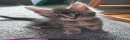 Maine Coon cats for sale: Beautiful Mainecoon kittens  - Advert 6
