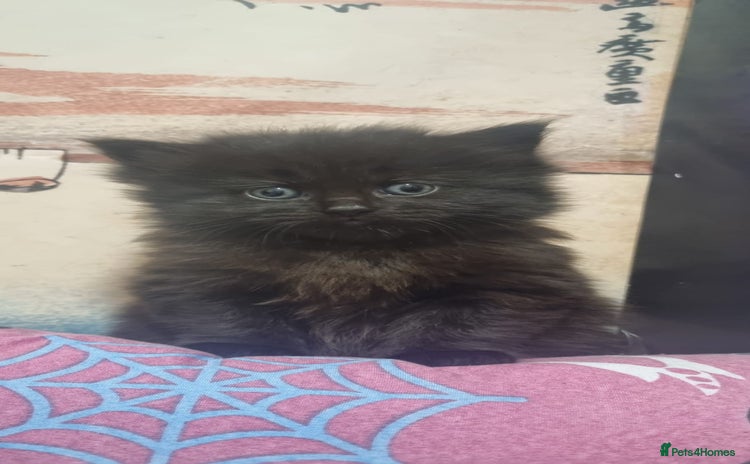 Persian cats - Advert 1
