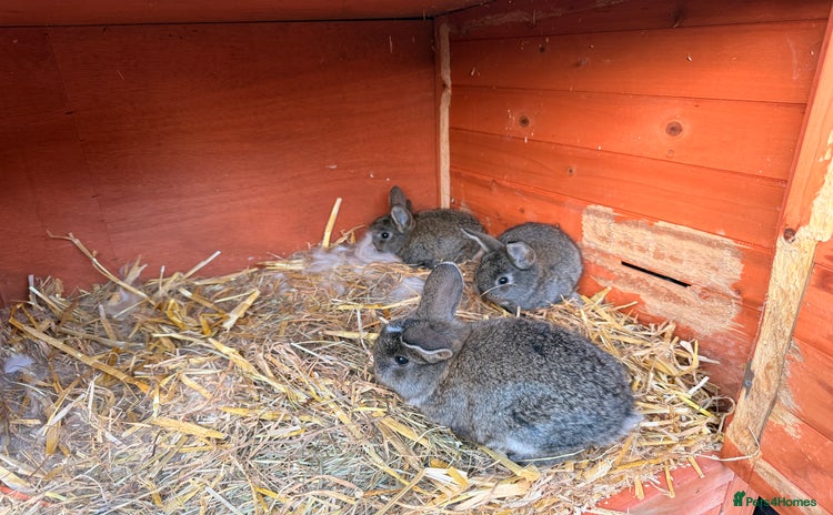 Mini Lion Lop rabbits - Advert 3