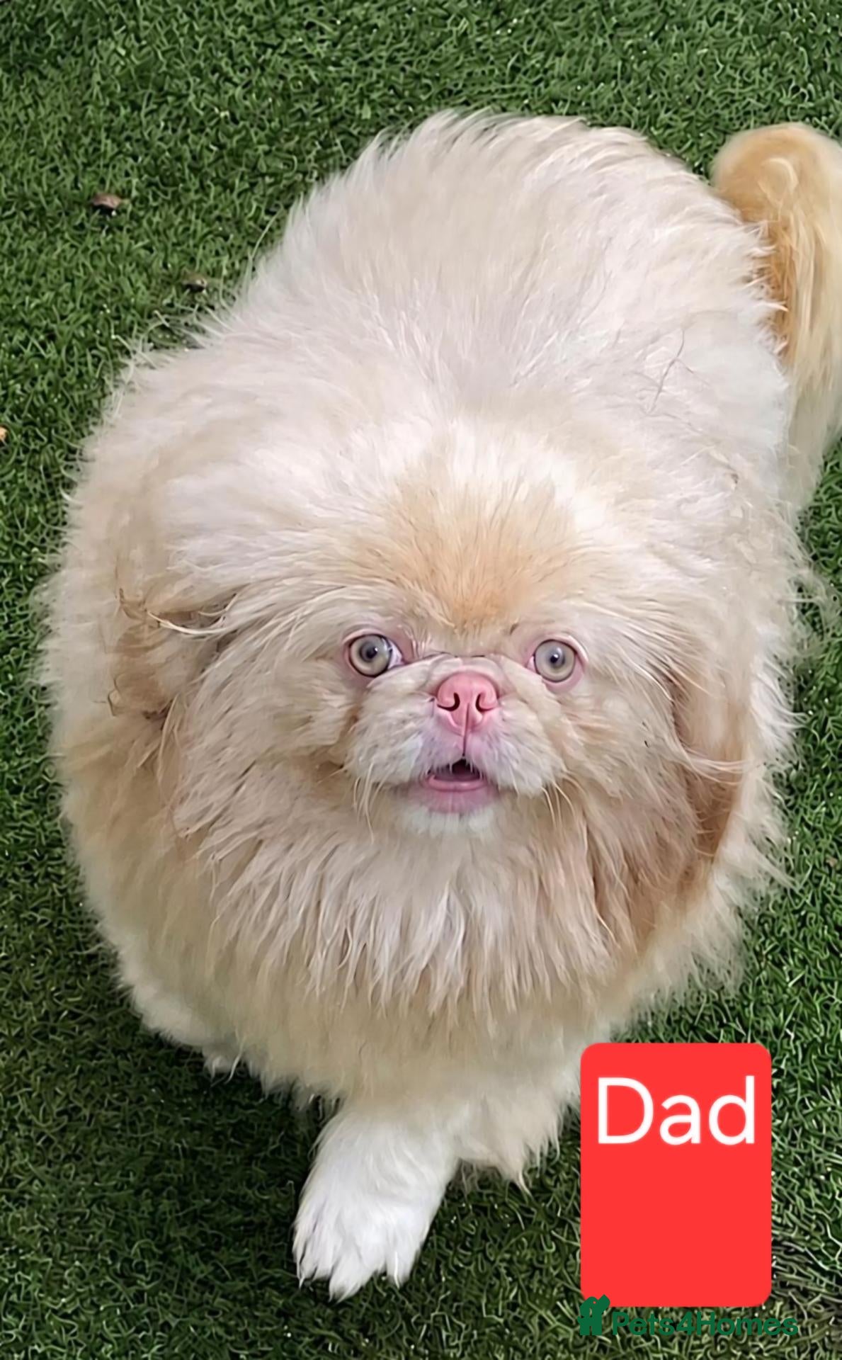 Pekingese dogs Rare Coloured Pekingese Puppies – Exceptional 🐾🐾 - Advert 2