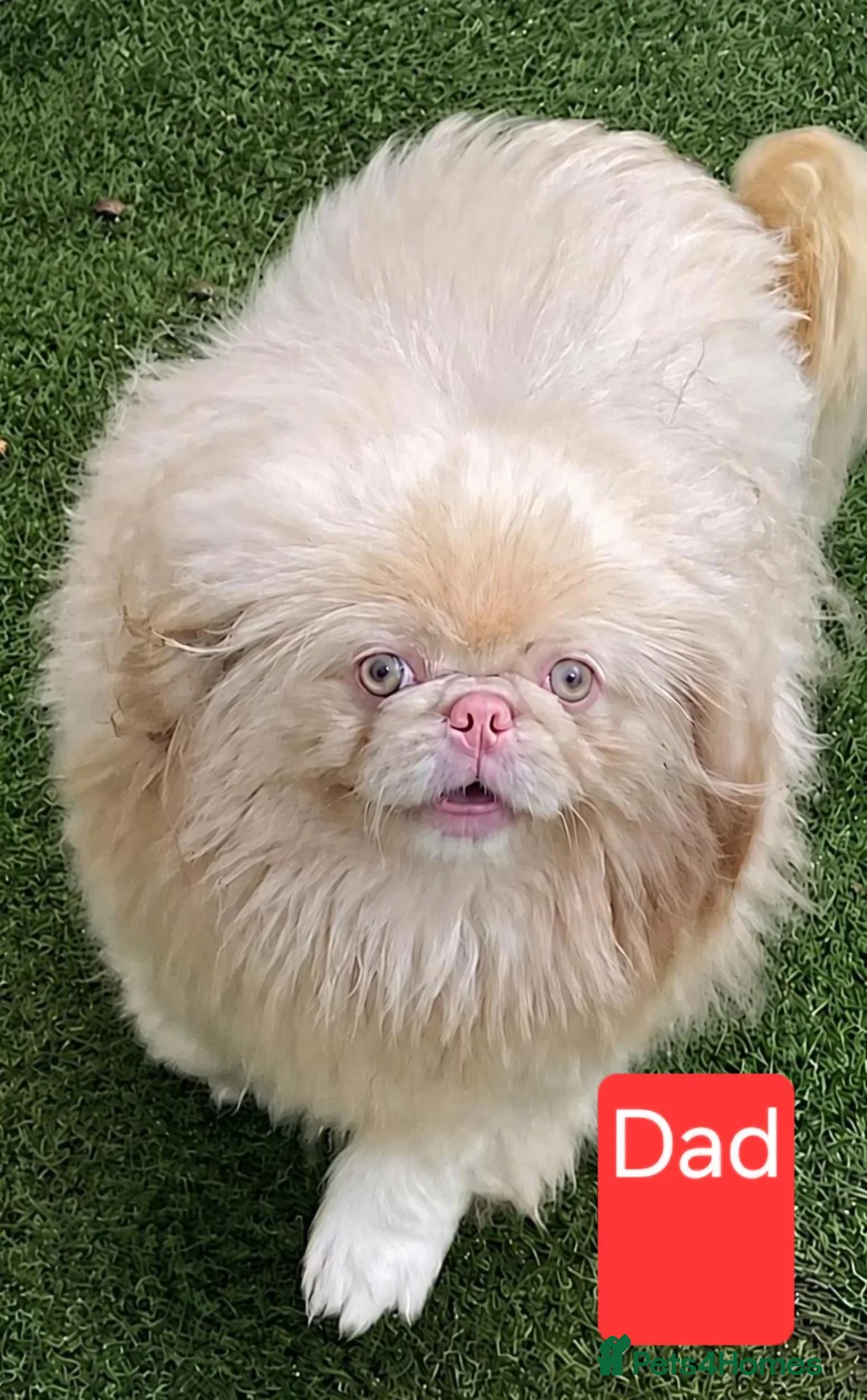 Pekingese dogs for sale: Rare Coloured Pekingese Puppies – Exceptional 🐾🐾 - Advert 2