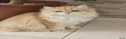 British Longhair cats for sale: Stunning British Longhair Kittens – Champion  - Advert 22