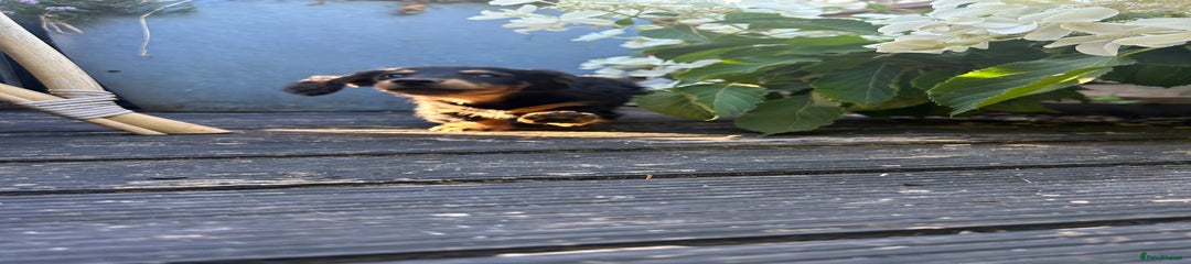 Miniature Dachshund Puppy 2