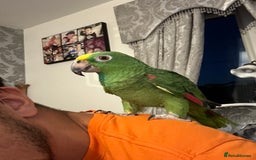 Parrots birds for sale: Buddy bird - Image 1