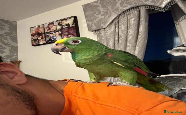 Parrots birds - Advert 1