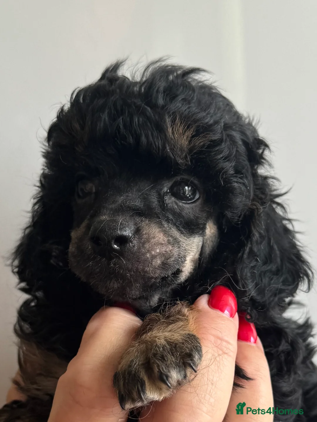 Toy Poodle dogs for sale: Outstanding tiny toy poodles  - Advert 6