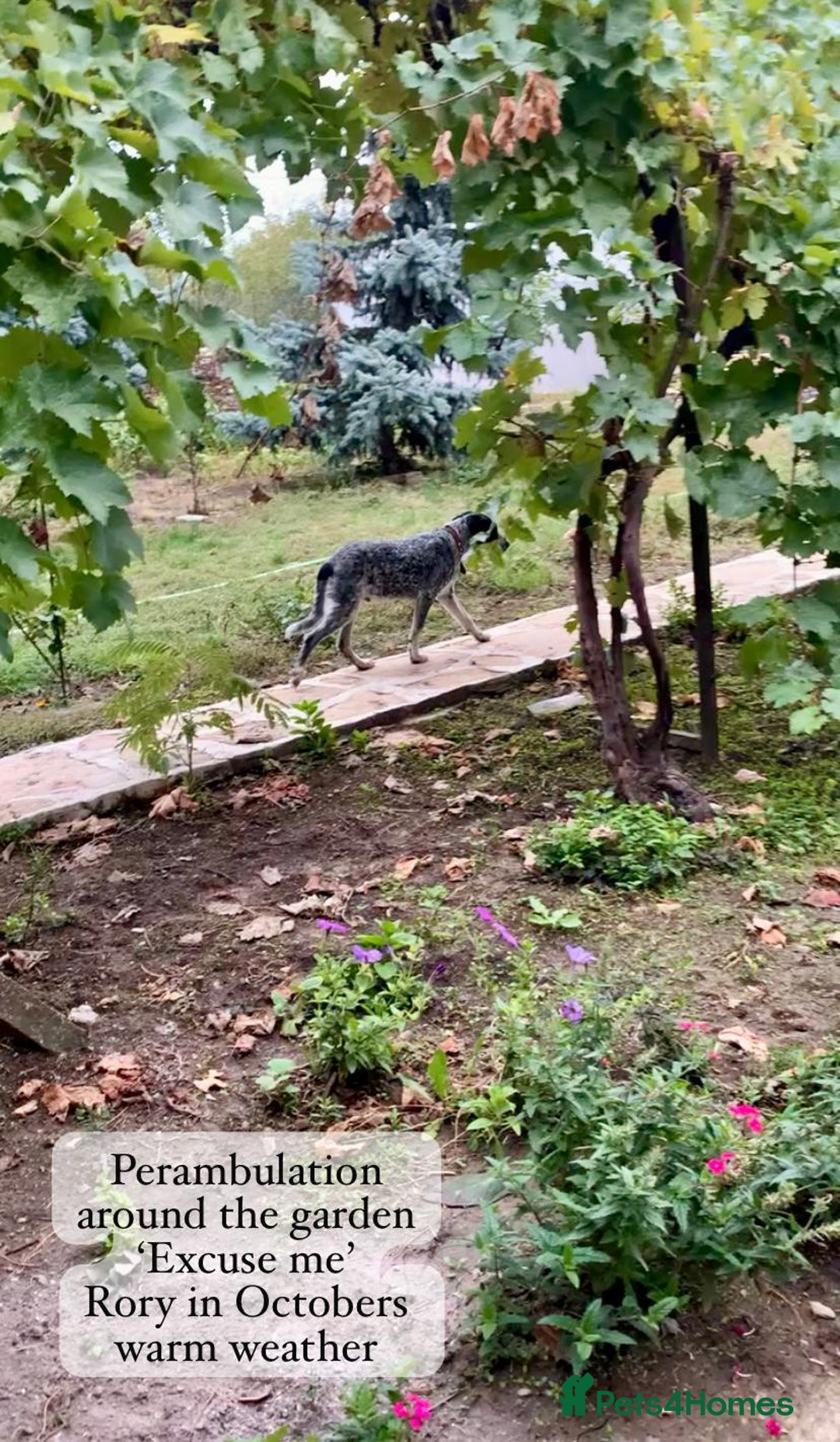 Mixed Breed dogs for adoption: Rory, 6-7 months approx. Available for adoption. - Advert 13