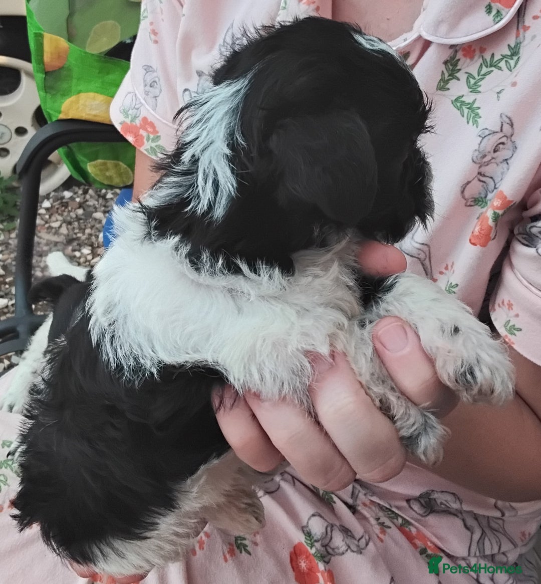 Mixed Breed dogs for sale: Puppies  - Image 4