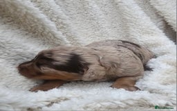 Cockapoo dogs for sale: The best cockapoos  - Image 14