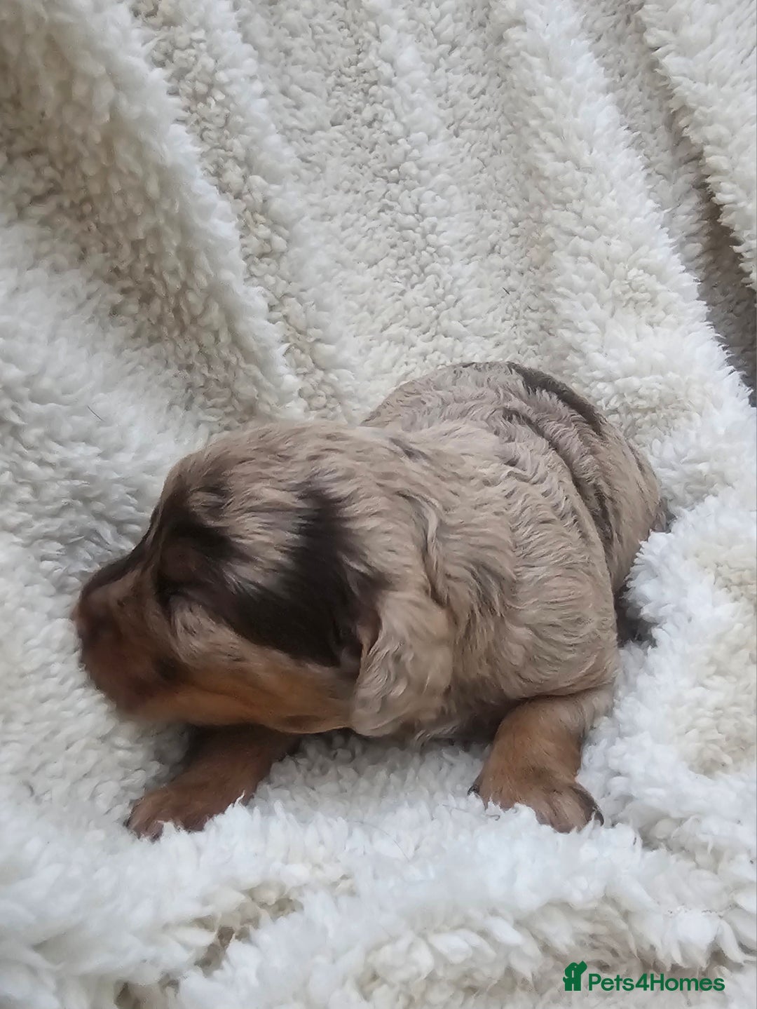 Cockapoo dogs for sale: The best cockapoos  - Image 14