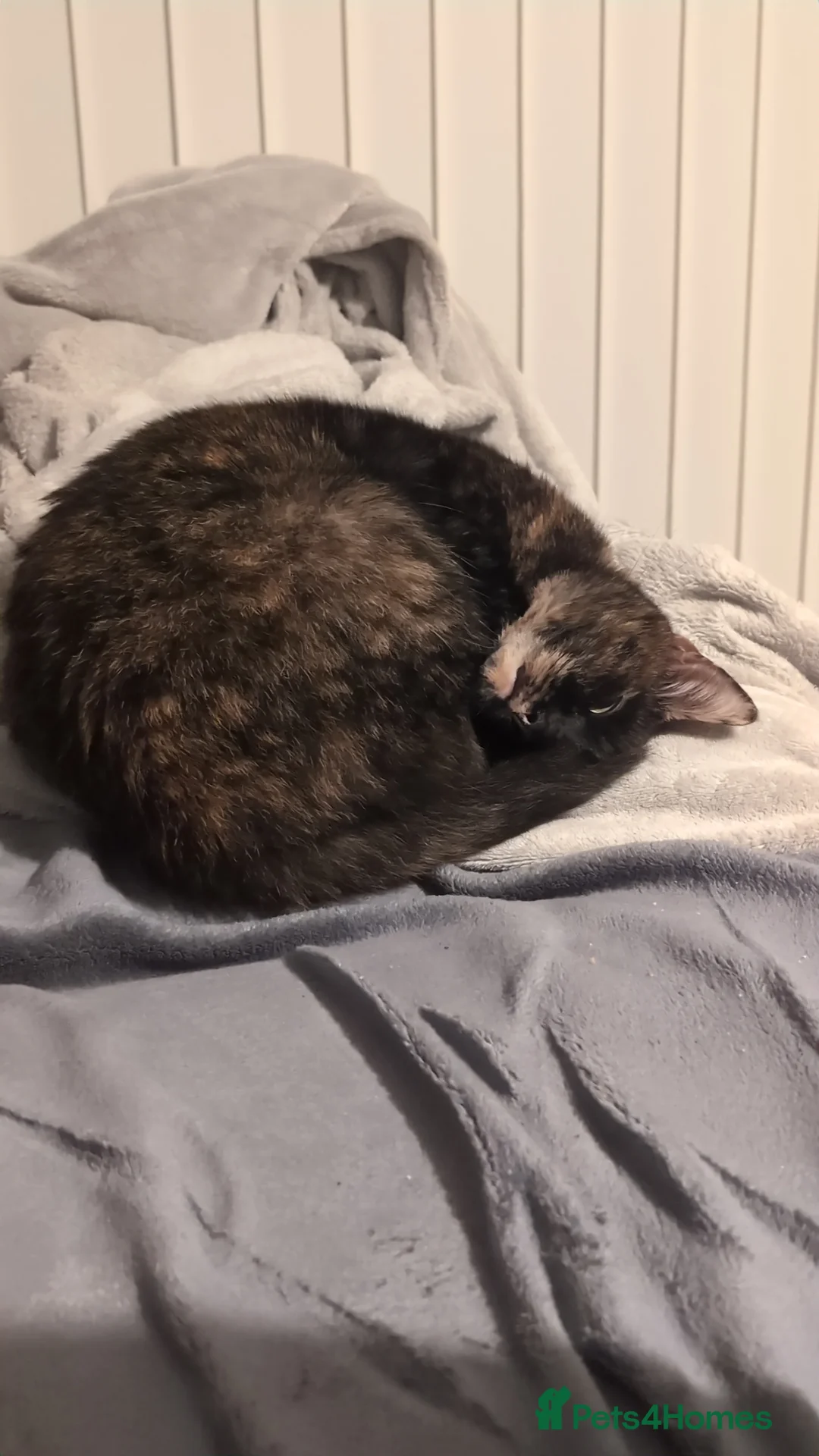 Mixed Breed cats for sale: Cat for sale - Advert 3