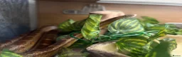 Corn Snake reptiles for sale: Corn snake and full tank with heating pads.  in Bury - Advert 2