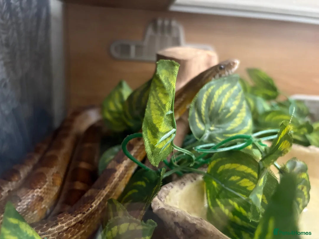 Corn Snake reptiles for sale: Corn snake and full tank with heating pads.  in Bury - Advert 2