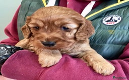 Cockapoo dogs for sale: 5* Miniature F1b Cockapoo Puppies - Advert 33
