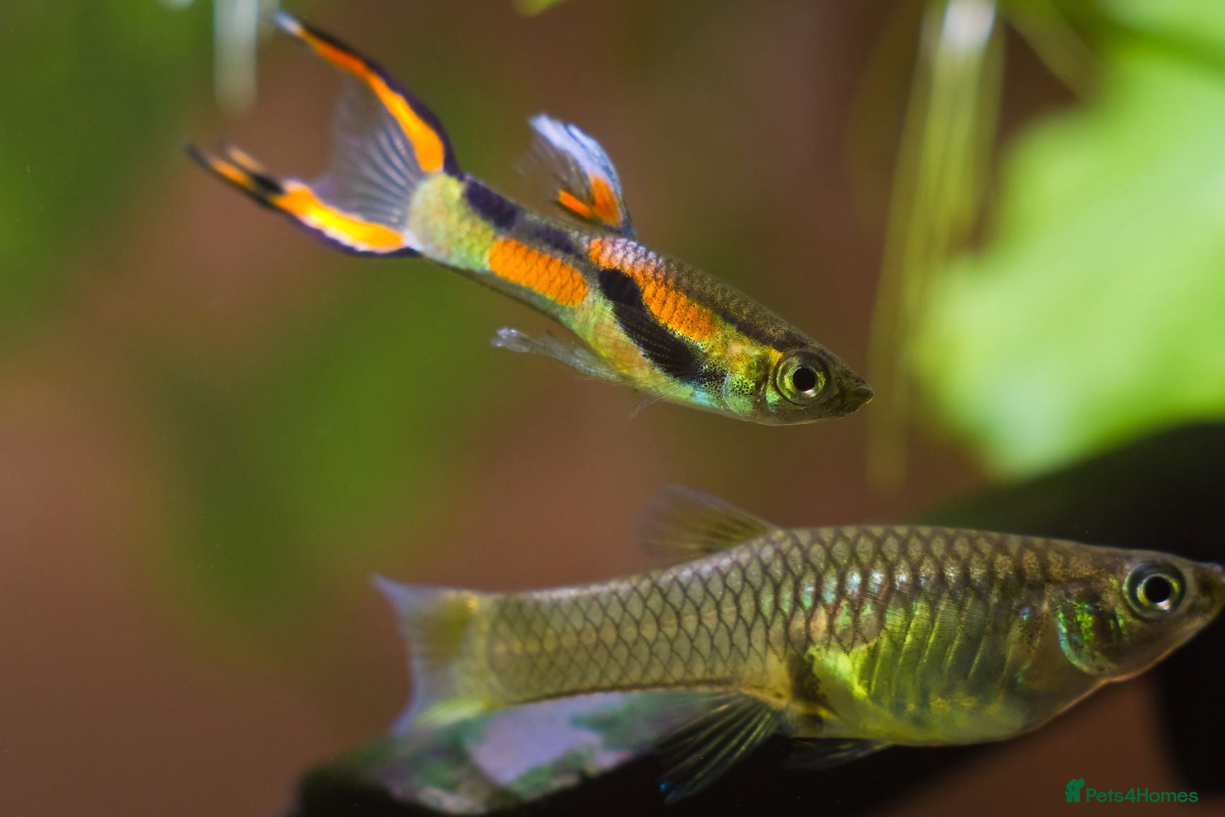 Live Bearers fish Endler Guppies – Males, Females & Fry Available - Advert 3