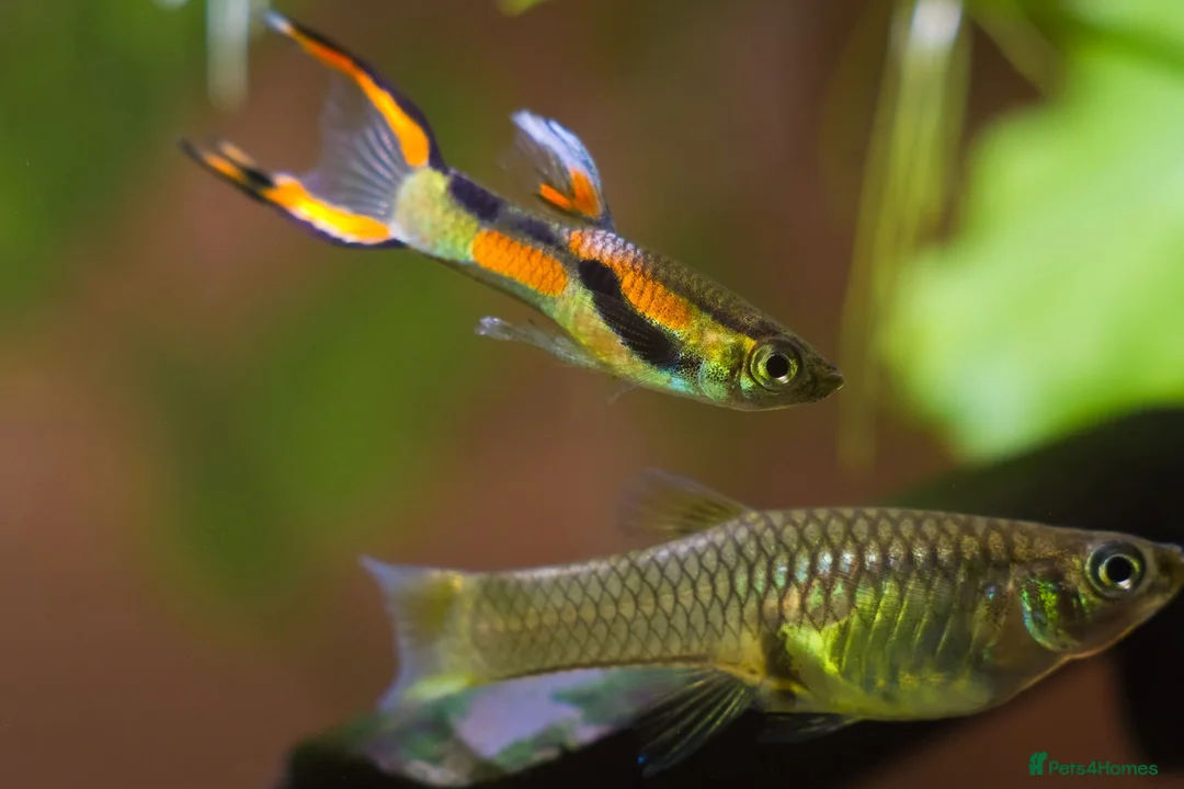 Live Bearers fish for sale: Endler Guppies – Males, Females & Fry Available - Advert 1