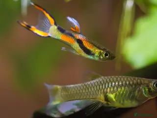 Live Bearers fish Endler Guppies – Males, Females & Fry Available - Advert 3