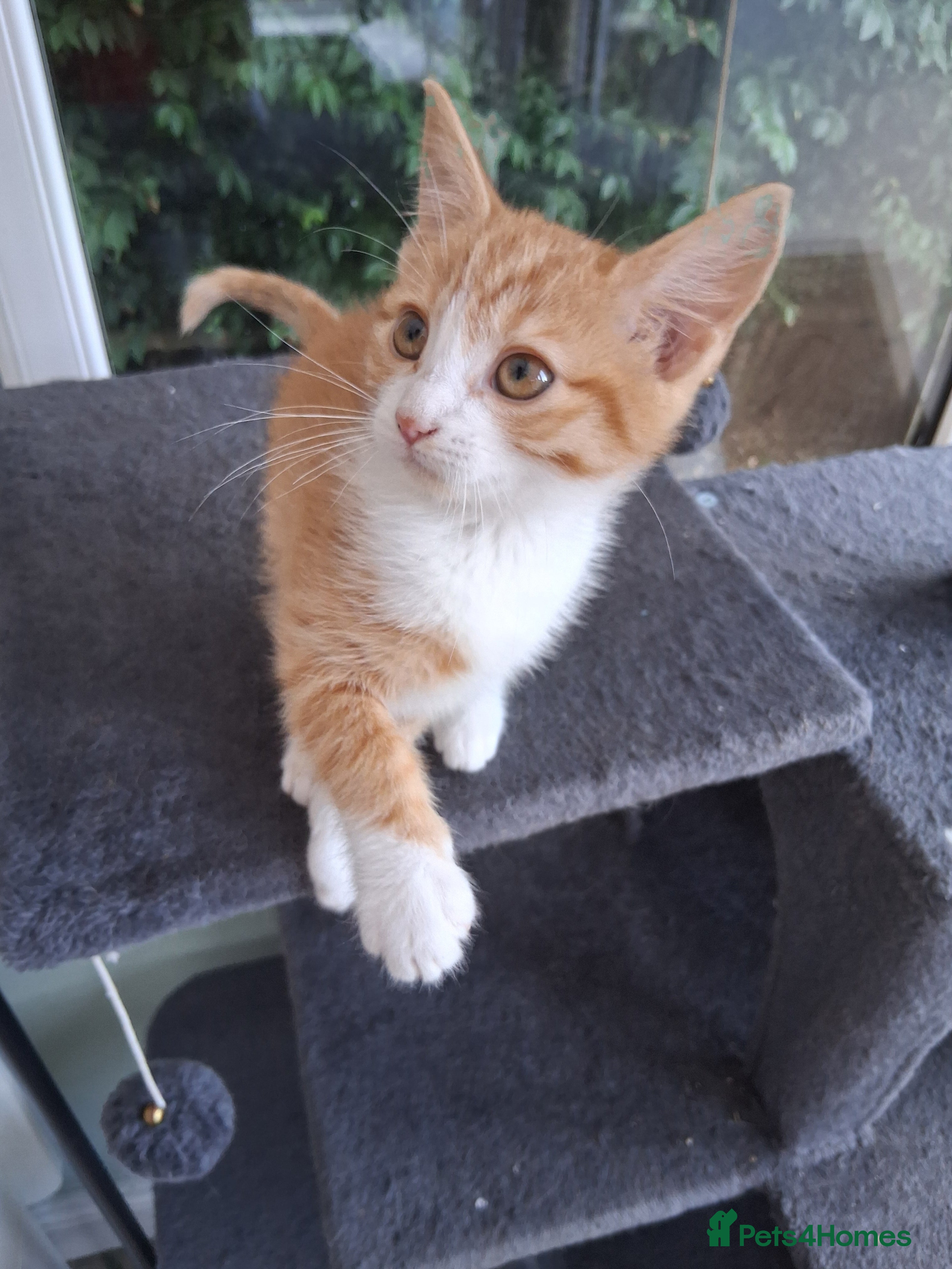 Mixed Breed cats Rare female Ginger Tabbies 😻 - Advert 2