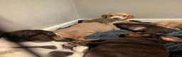 Cocker Spaniel dogs for sale: 4 stunning working cocker spaniels  - Advert 3