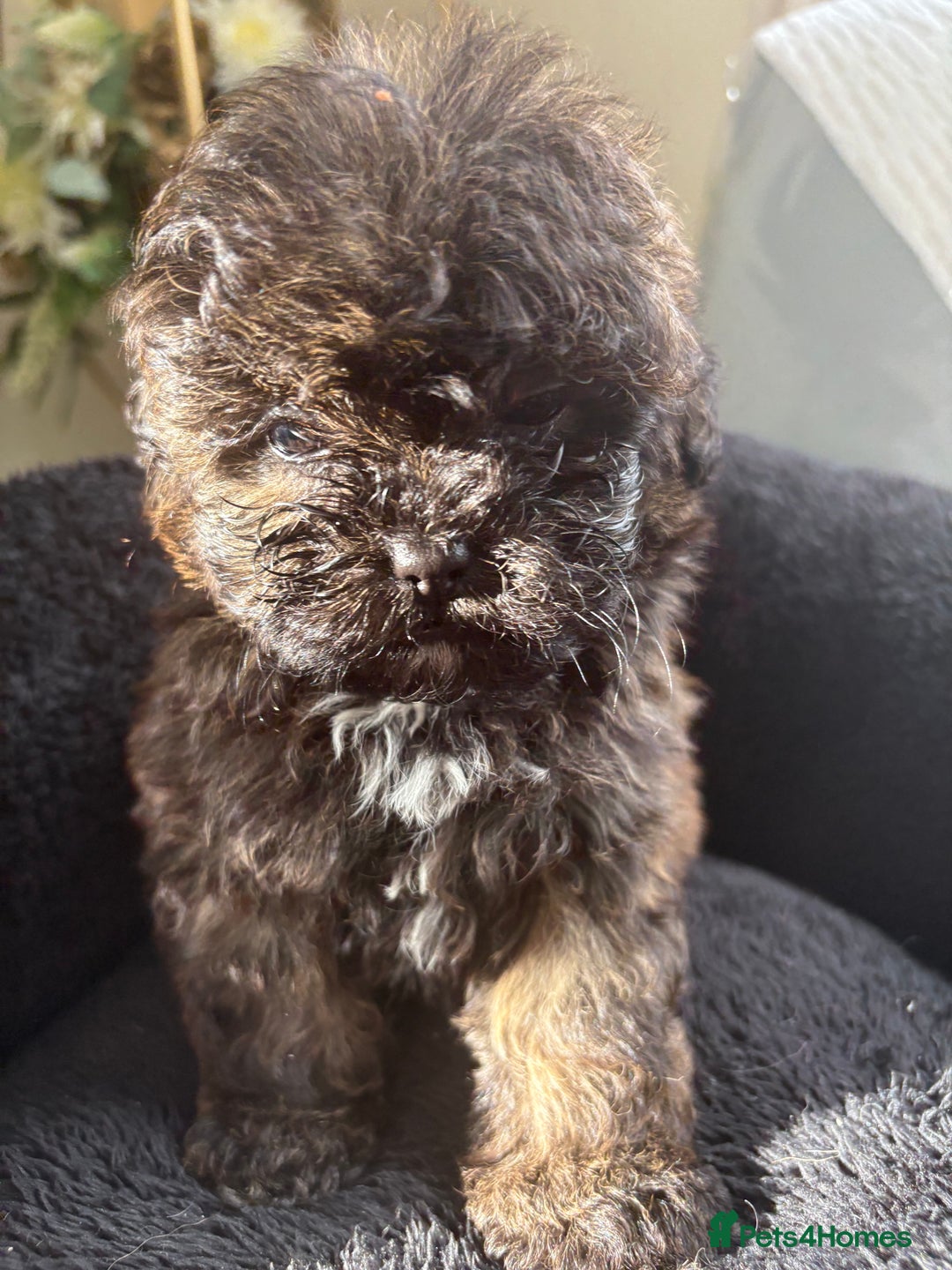 Shihpoo dogs for sale: Shih Tzu X poodle X Shihpoo - Image 15