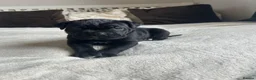Cane Corso dogs for sale: Chunky cane corso pups ready for forever home in Edinburgh - Advert 13