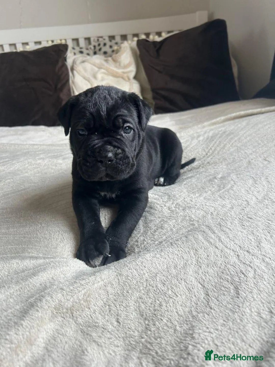 Cane Corso dogs for sale: Chunky cane corso pups ready for forever home in Edinburgh - Advert 13
