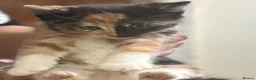 Mixed Breed cats for sale: Beautiful kittens for sale in Smethwick - Advert 5