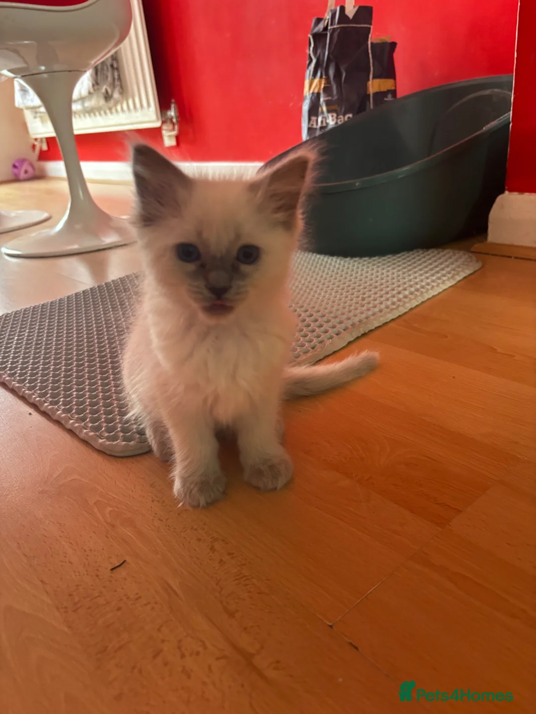 Ragdoll cats for sale: 3 beautiful ragdoll girls kittens  - Advert 2