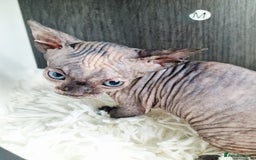 Sphynx cats for sale: Baby sphynx ready for reservation  - Image 14