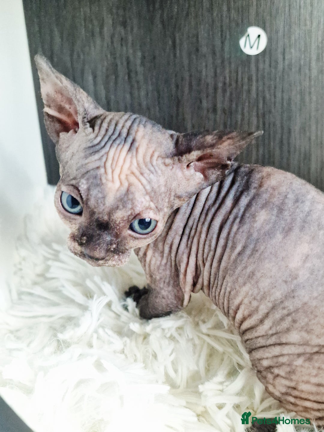 Sphynx cats for sale: Baby sphynx ready for reservation  - Image 14
