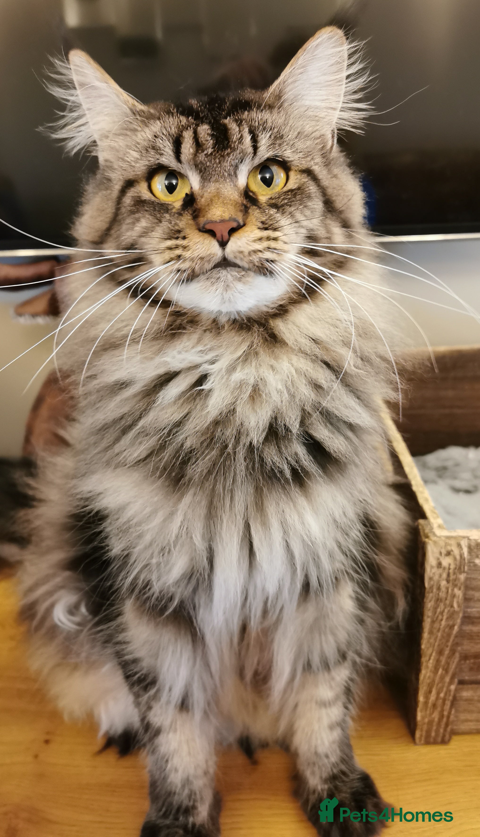 Maine Coon cats Registered Maine Coon kitten - Advert 4