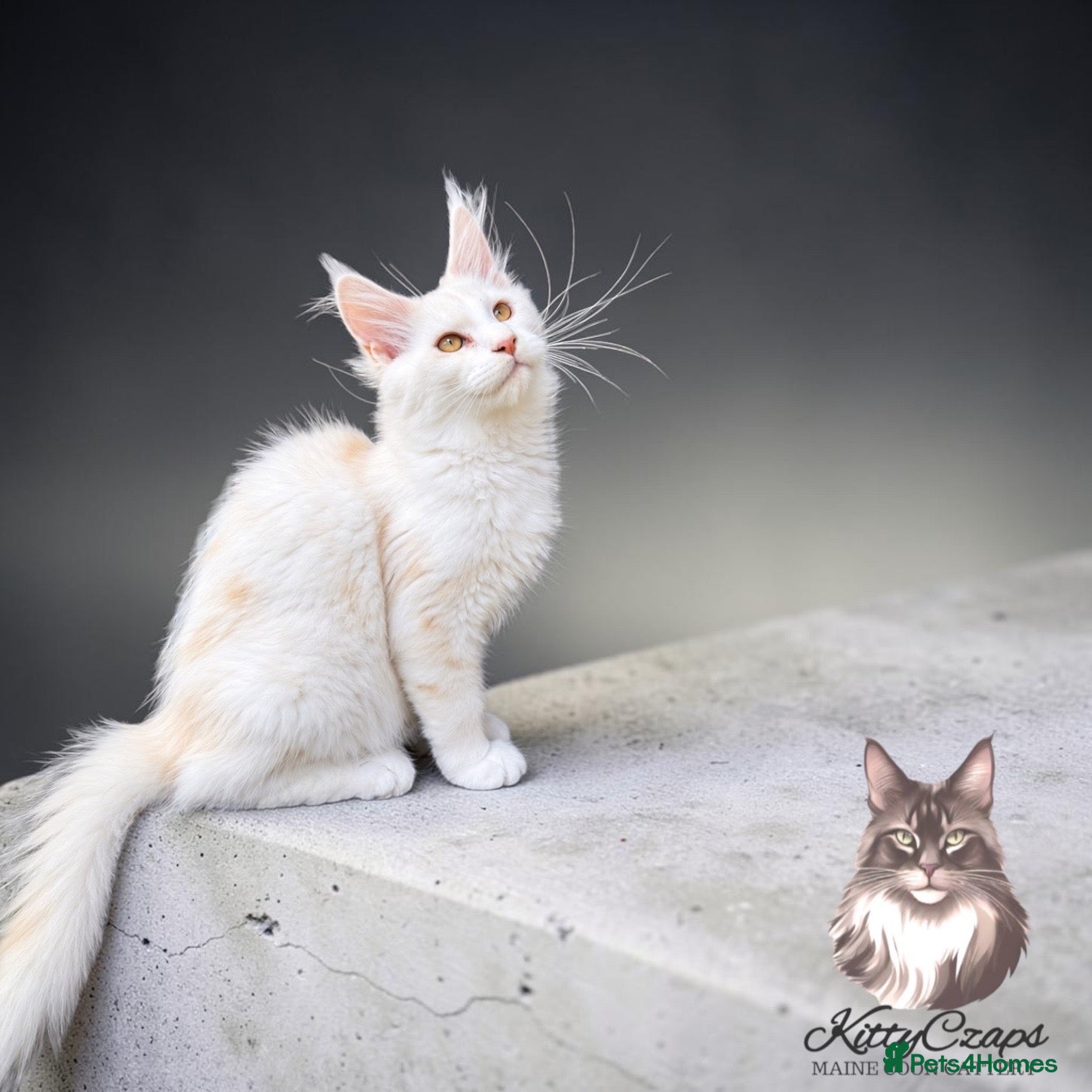 Maine Coon cats     🌟🌟Amazing Kittens Maine Coon 🌟🌟 - Advert 16