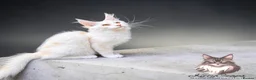 Maine Coon cats for sale:     🌟🌟Amazing Kittens Maine Coon 🌟🌟 - Advert 1