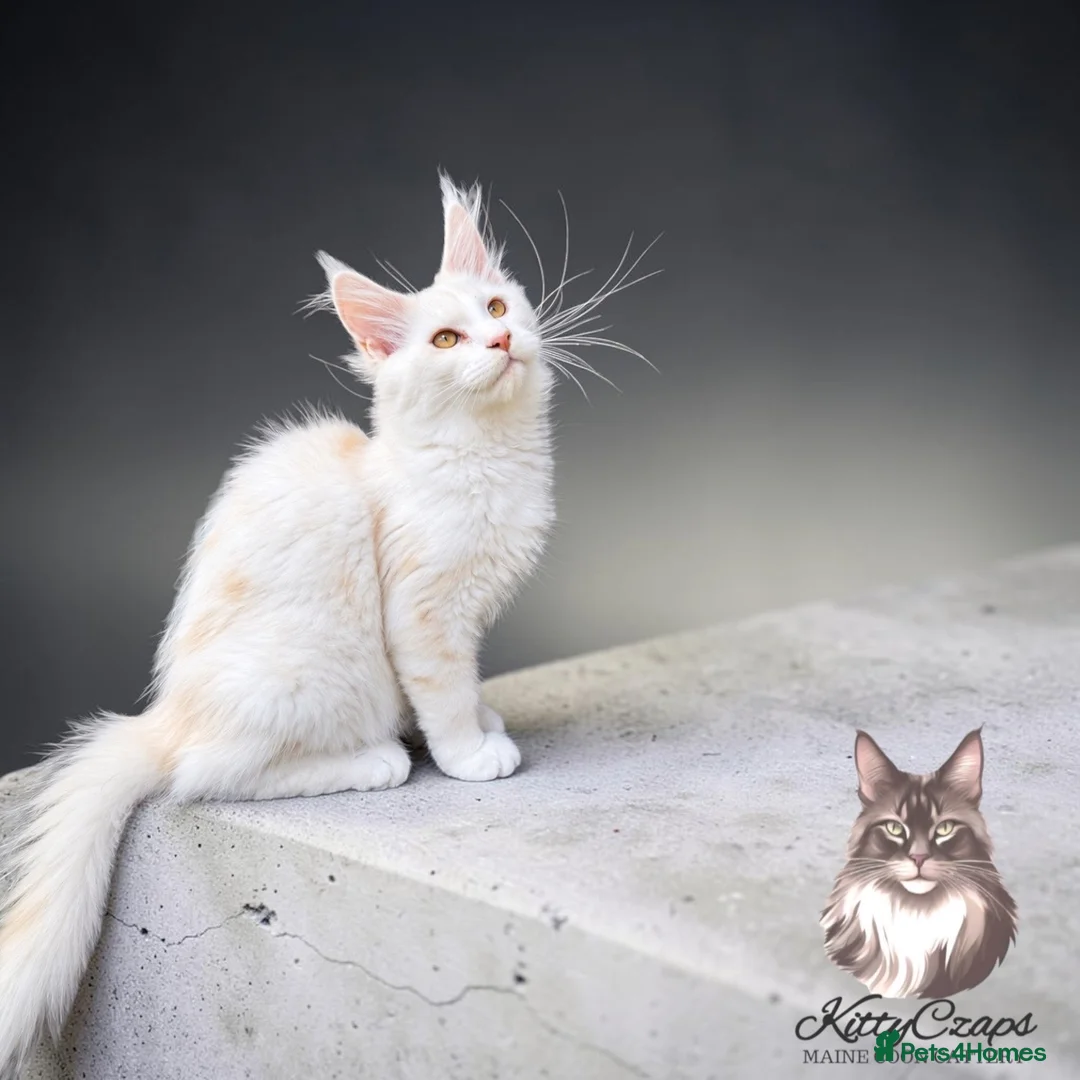 Maine Coon cats for sale:     🌟🌟Amazing Kittens Maine Coon 🌟🌟 - Advert 1