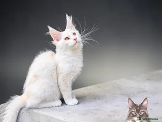 Maine Coon cats 🌟🌟Amazing Kittens Maine Coon 🌟🌟 - Advert 16
