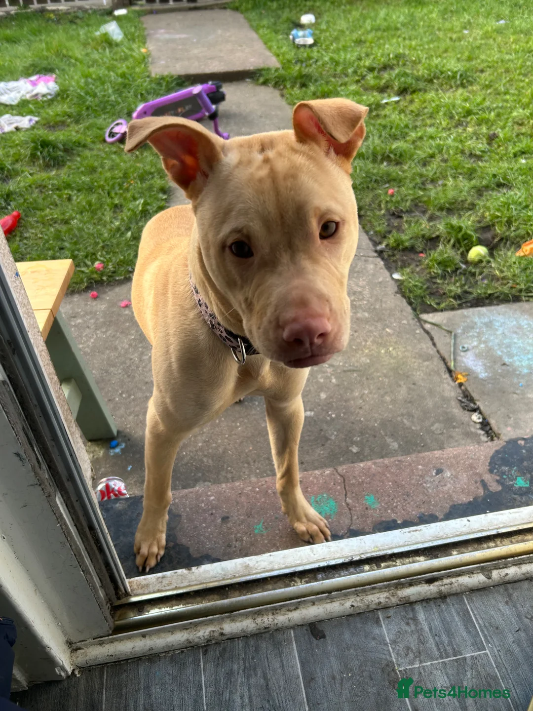 Mixed Breed dogs for sale: 7 month old Narla - Advert 2