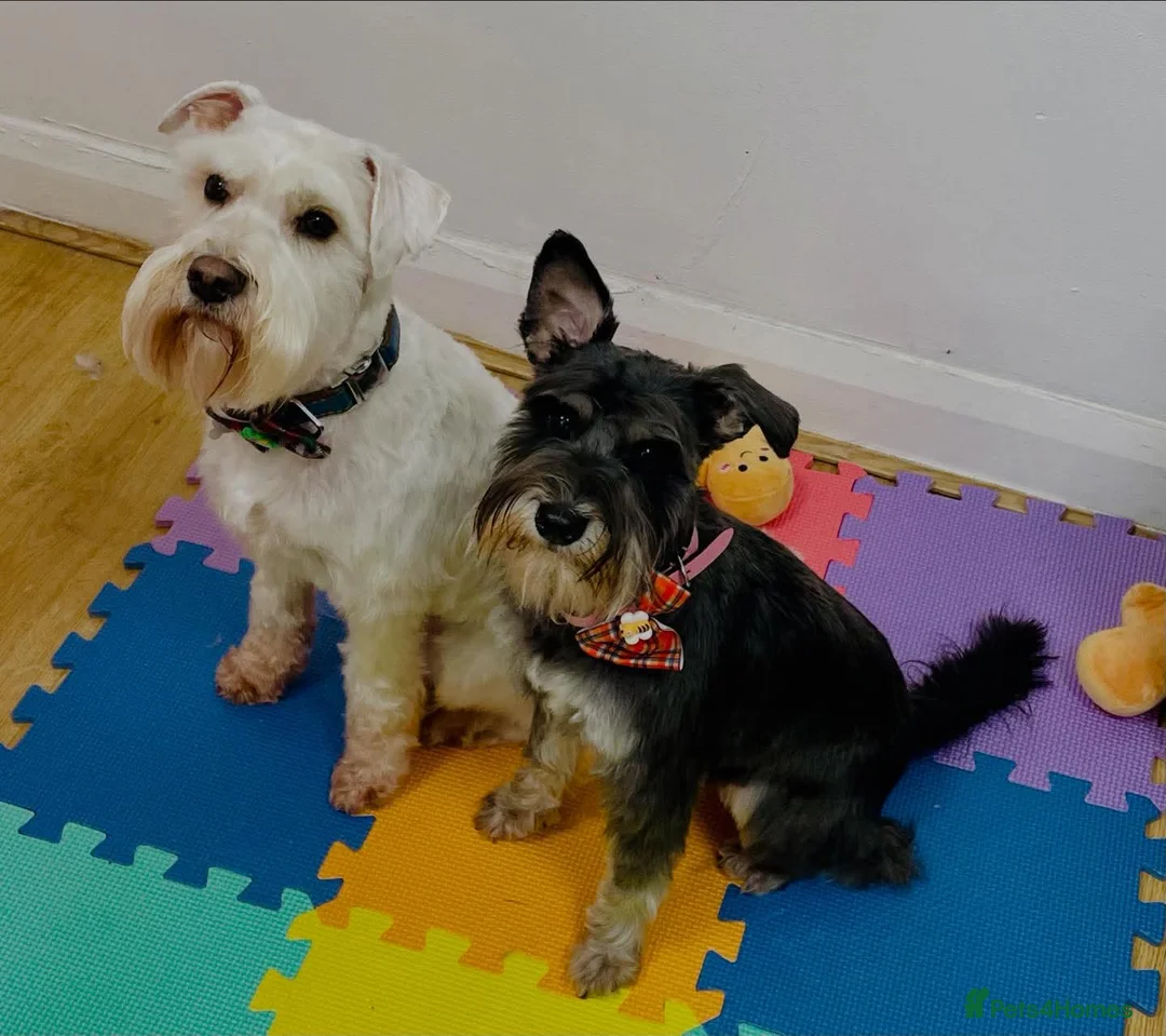 Miniature Schnauzer dogs for sale: 7 x Miniature Schnauzers puppies in Aylesbury - Advert 2