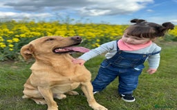 Labrador Retriever dogs for stud: ⭐️REGGIE⭐️ PROVEN KC REG WORKING LABRADOR STUD in Chelmsford - Image 12
