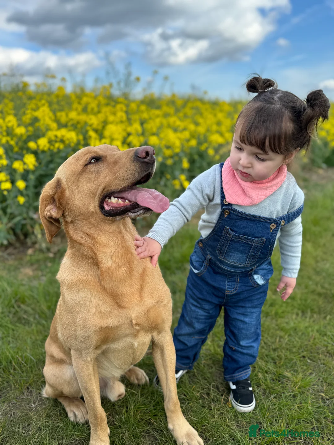 Labrador Retriever dogs for stud: ⭐️REGGIE⭐️ PROVEN KC REG WORKING LABRADOR STUD in Chelmsford - Advert 12