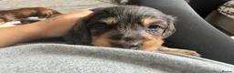 Miniature Dachshund dogs for sale: Long haired miniature dachshund Puppies  in Salford - Advert 3