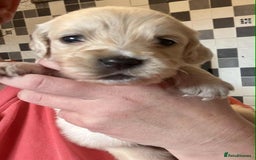 Golden Retriever dogs for sale: Amazing KC golden retriever puppies - Image 7
